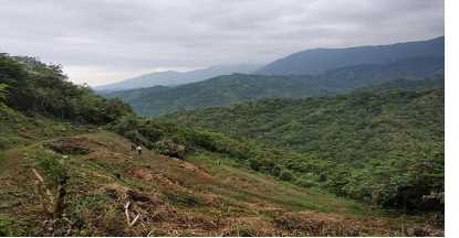 印斗山農場從107年配合政府推廣食用油安全，開始種植油茶樹油茶園區約2公頃。
